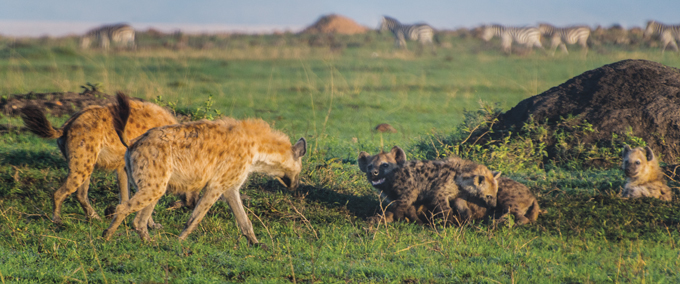 female hyenas approacing a nursing mother hyena