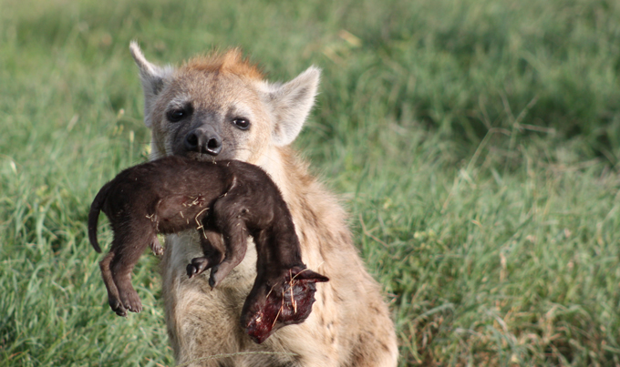 a hyena carrying a cub with a crushed skull