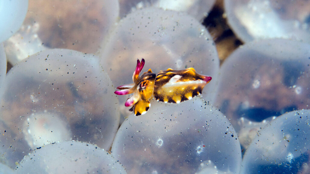 Flamboyant cuttlefish keep a low profile in the wild | Science News