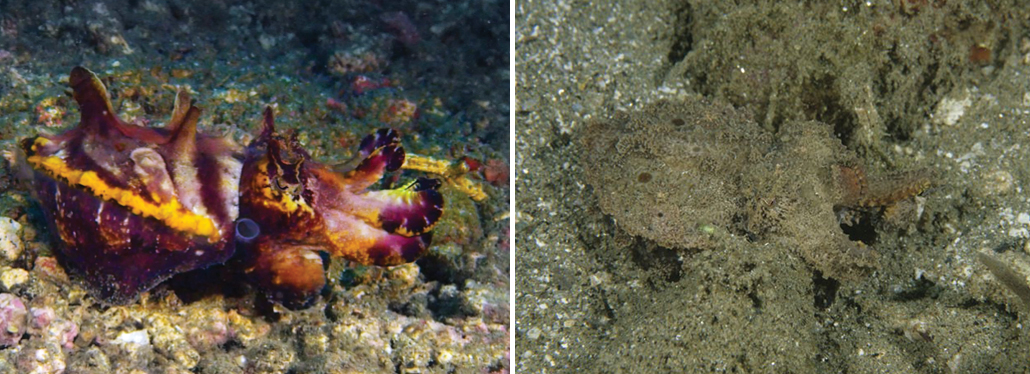 cuttlefish in colorful form and in camouflage