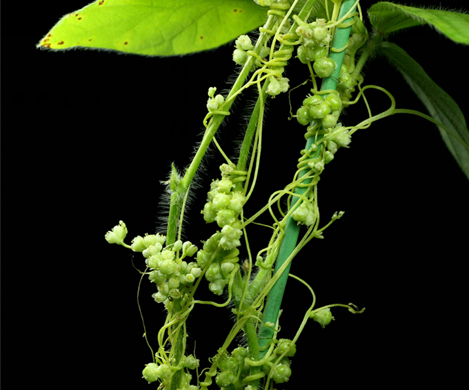 Australische Dodderpflanze um eine Sojabohnenpflanze gewickelt