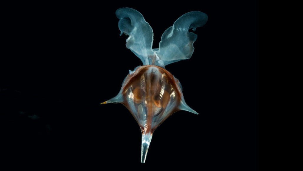 image of a sea butterfly on a black background