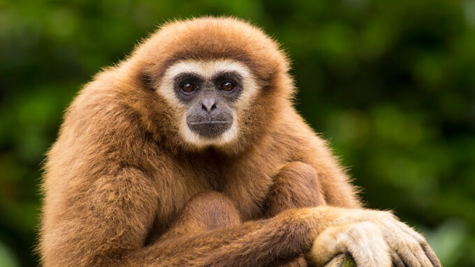 photo of a gibbon looking at the camera