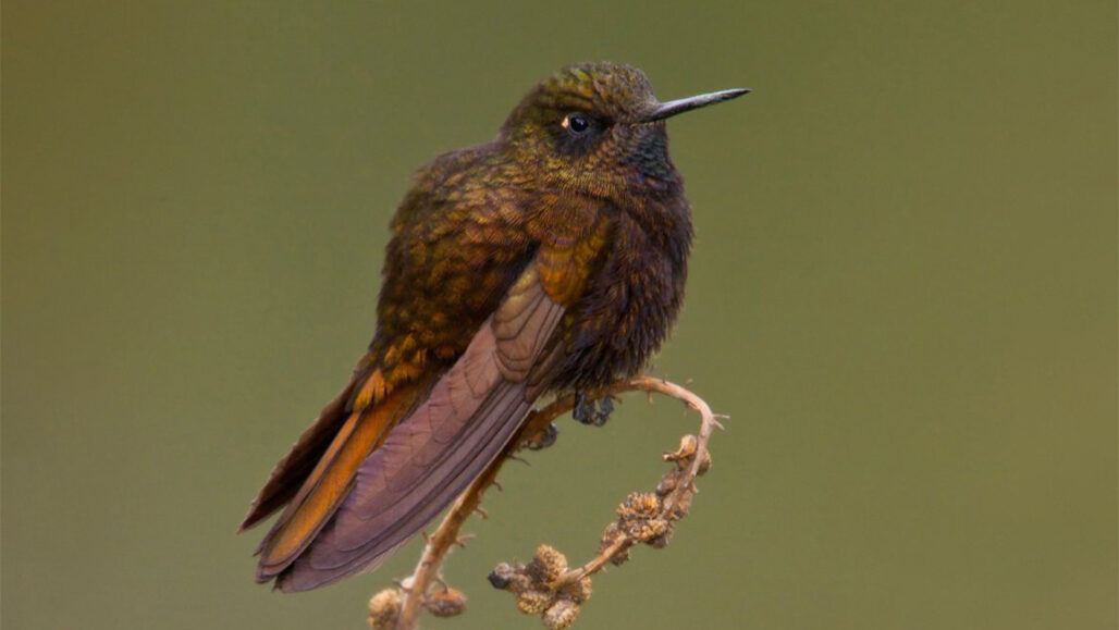 This hummingbird survives cold nights by nearly freezing itself solid This hummingbird survives cold nights by nearly freezing itself solid