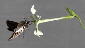 tobacco hawkmoth drinking from a plant