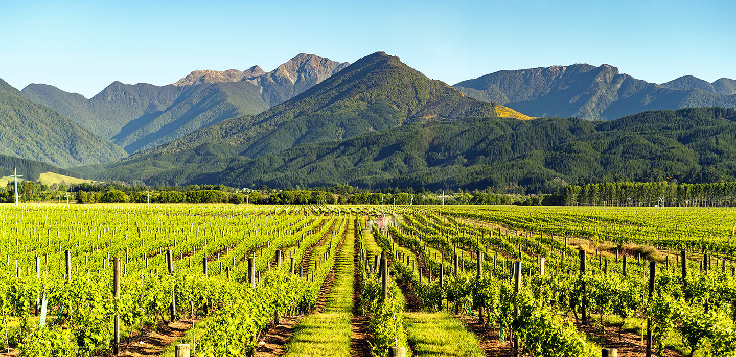 New Zealand wine grape field
