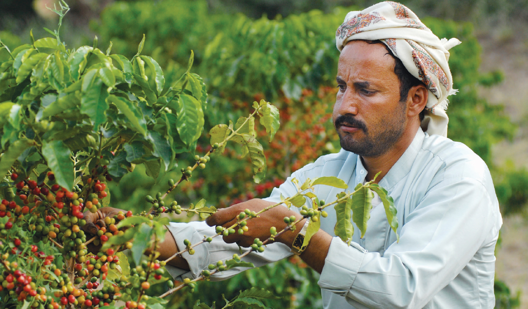 Yemeni coffee farmer