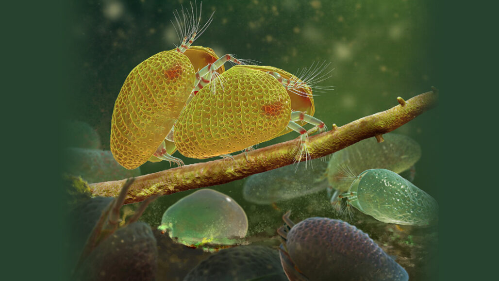Paring van oude ostracod-soorten
