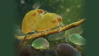 Ancient ostracod species mating