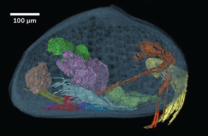 reconstrυction of fossilized ostracod's internal organs