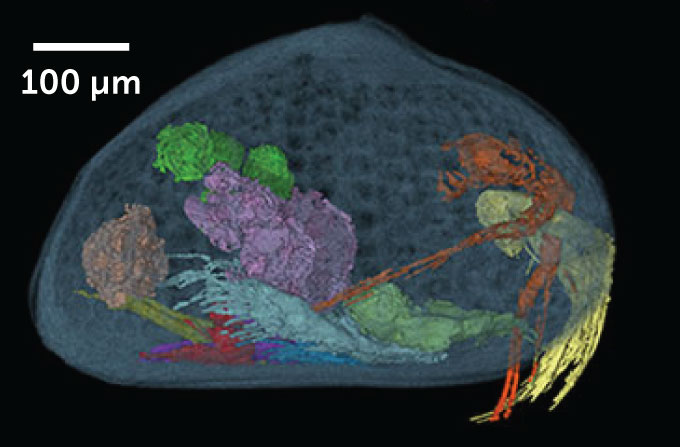 reconstructie van gefossiliseerde inwendige organen van ostracode