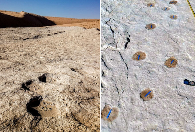 Elephant and camel footprints in Saudi Arabia