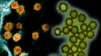 SARS-Cov-2, the virus that causes COVID-19 (left) and influenza (H1N1 shown in green)