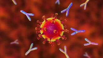monoclonal antibodies illustration