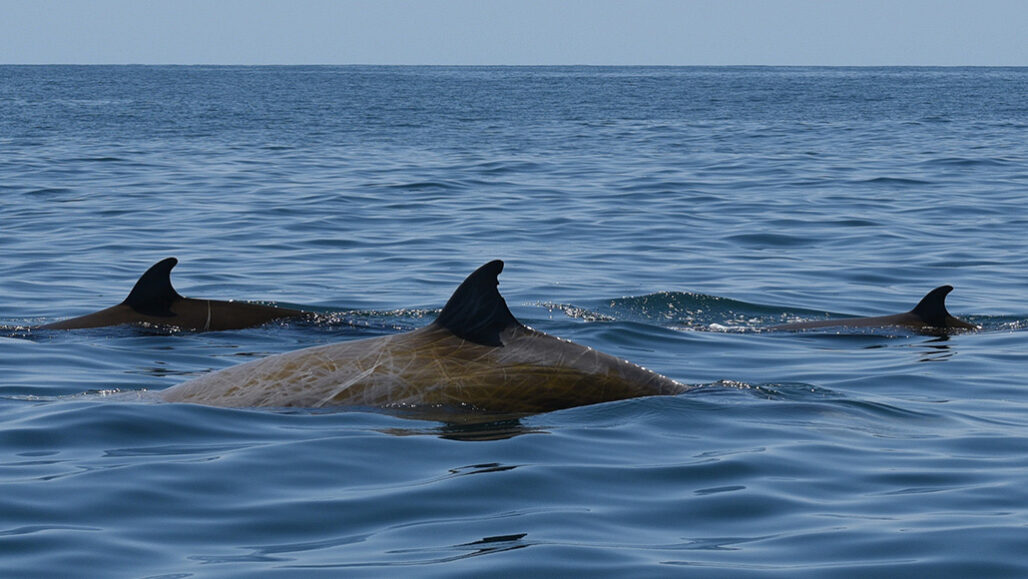 Cuvier's beaked whales