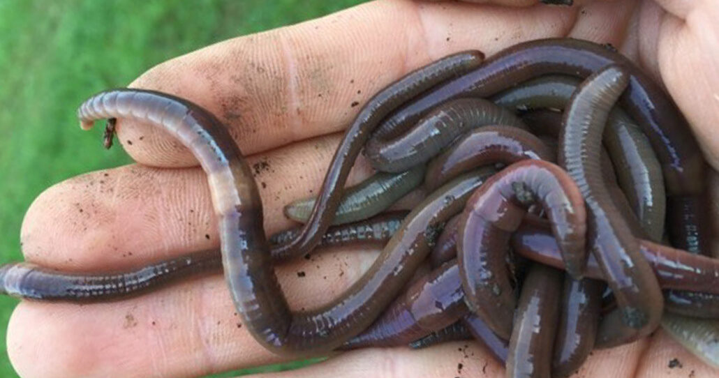 a handful of invasive Asian jumping worms