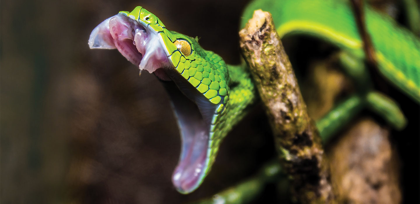 Pit viper