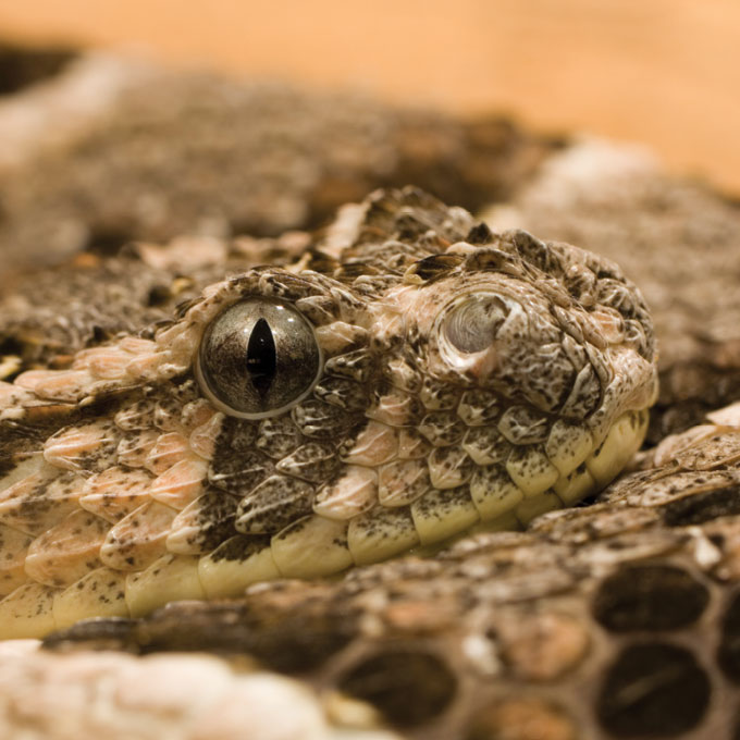 Puff adder (Bitis arietans)