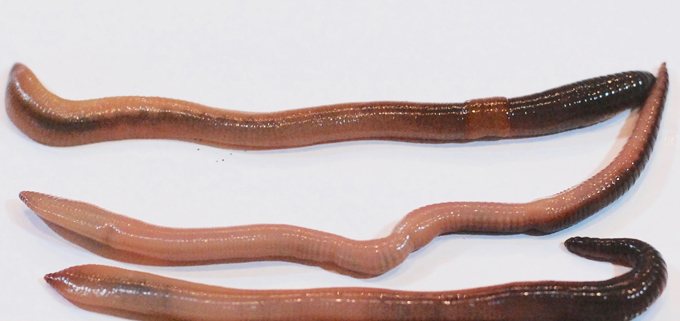 Lumbricus sp.