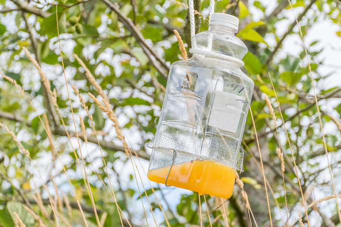 hornet trap