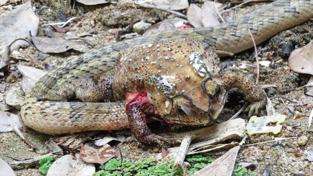 This snake rips a hole in living toads to feast on their organs | Science News This snake rips a hole in living toads to feast on their organs | Science News