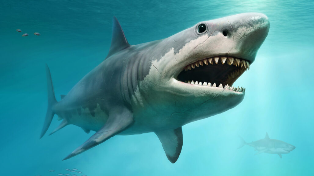 megalodon shark vs great white shark jaws