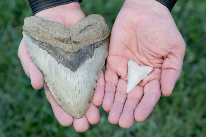 Megalodon-haaientand vergeleken met grote witte haaientand