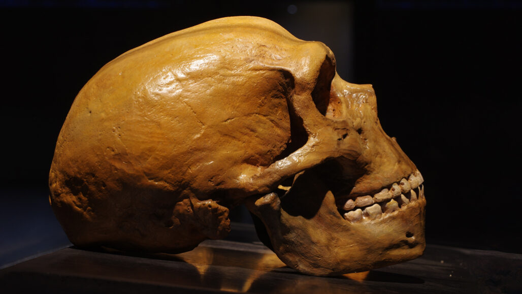 Neandertal skull