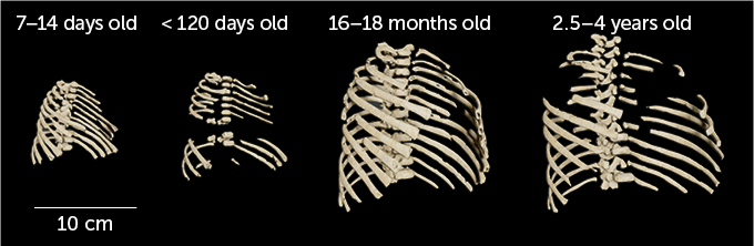 Neandertal child ribcages