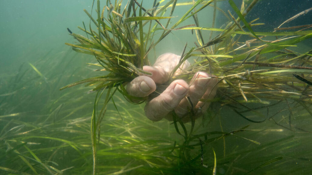 Seagrass beds off Virginia’s Eastern Shore