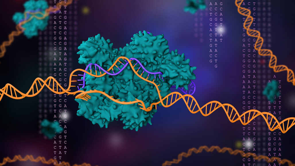 geïllustreerde weergave van de genbewerkingstool CRISPR / Cas9