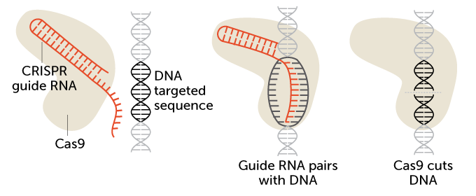 How CRISPR works diagram