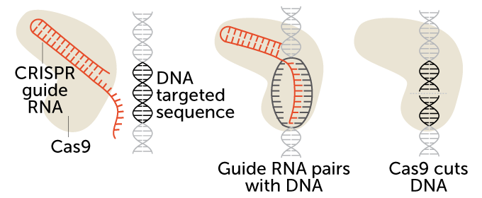 How CRISPR works diagram