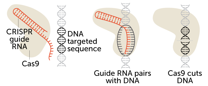 Hoe CRISPR werkt diagram