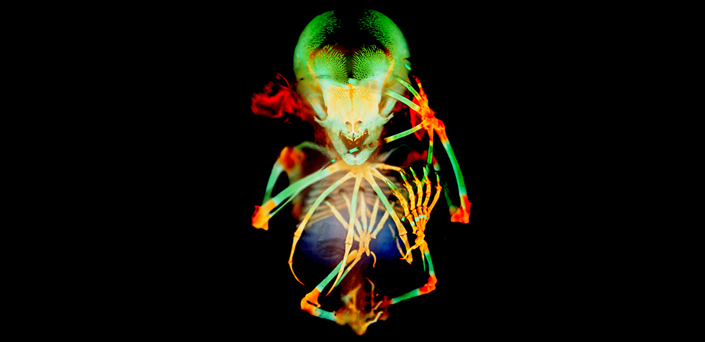 fruit bat embryo