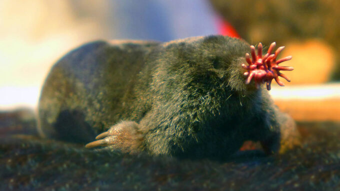 Star-nosed mole