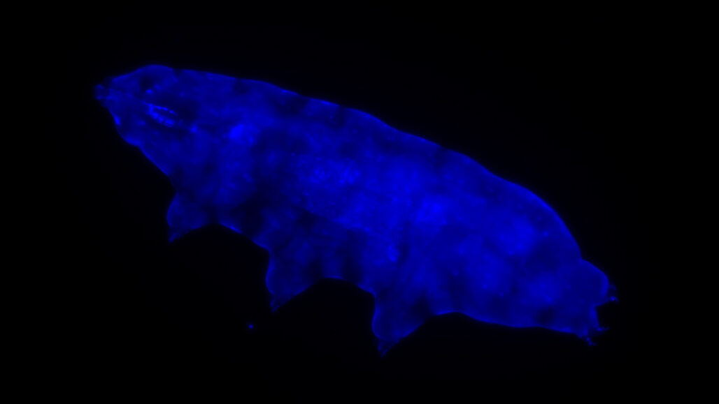 This tardigrade's blue glow gives protection from ultraviolet light |  Science News