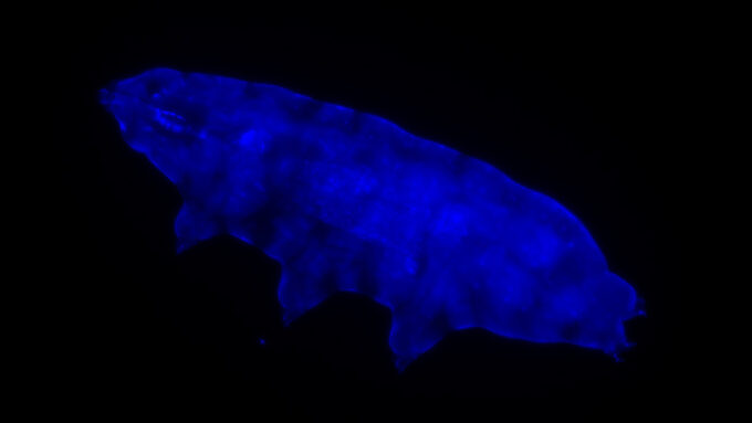 tardigrade glowing blue