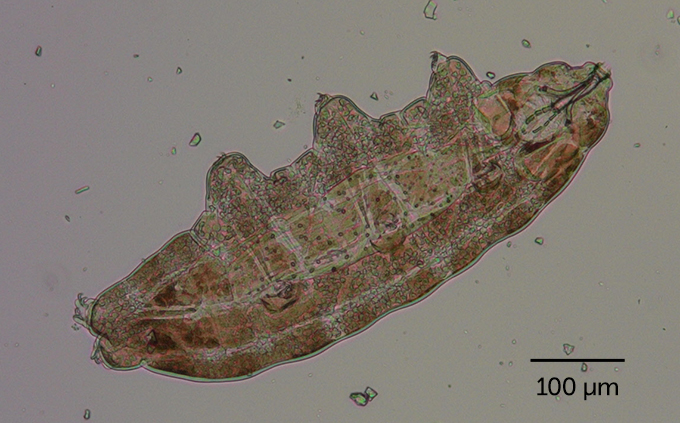 tardigrade onder normaal licht