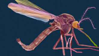 Anopheles mosquito