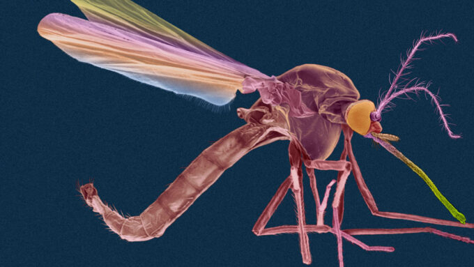 Anopheles mosquito