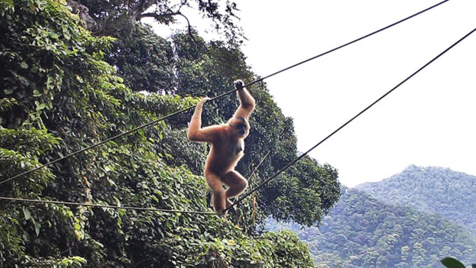 Hainan gibbon on a rope bridge