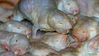 Naked mole-rats in a pile