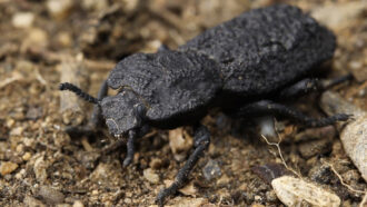 diabolical ironclad beetle