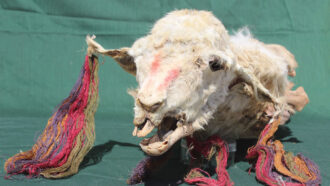 Mummified llama head from Inca sacrifices