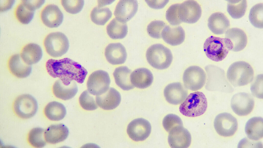 Malaria Parasite Plasmodium Vivax