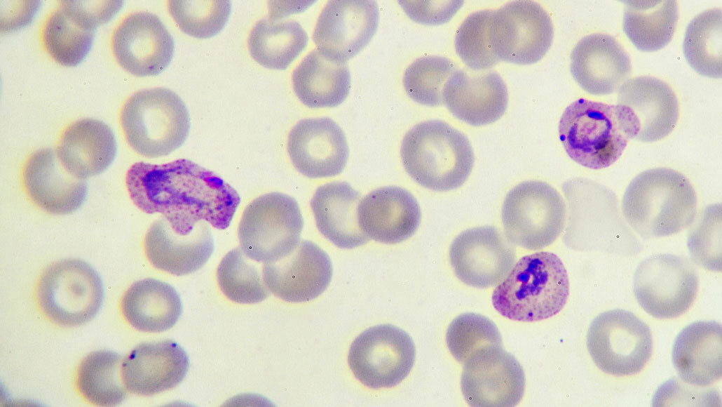 How malaria parasites hide from the human immune system | PressNewsAgency