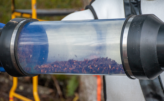 canister of giant hornets