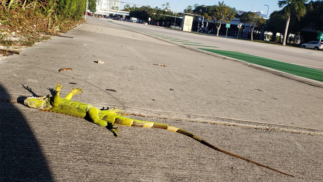 leguaan roerloos na koudegolf in Florida