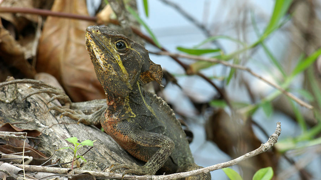 bruine basilisk hagedis